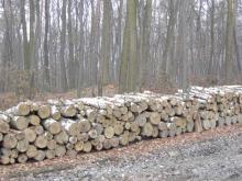 sprzedaż drewna, choinek i sadzonek