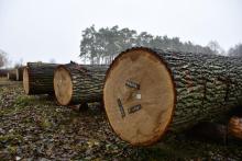 Wyniki VII Regionalnej Submisji Drewna Szczególnego RDLP w Radomiu